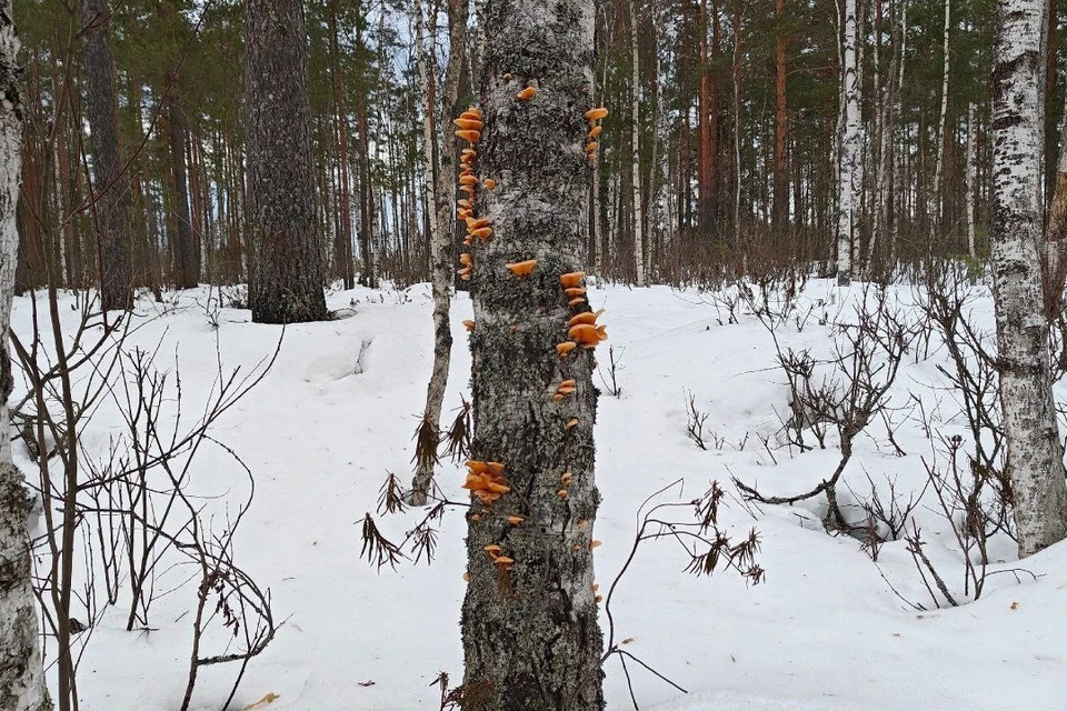 В лесах Ленобласти в феврале выросли оранжевые вешенки. Фото: t.me/kazdoytvaripopare