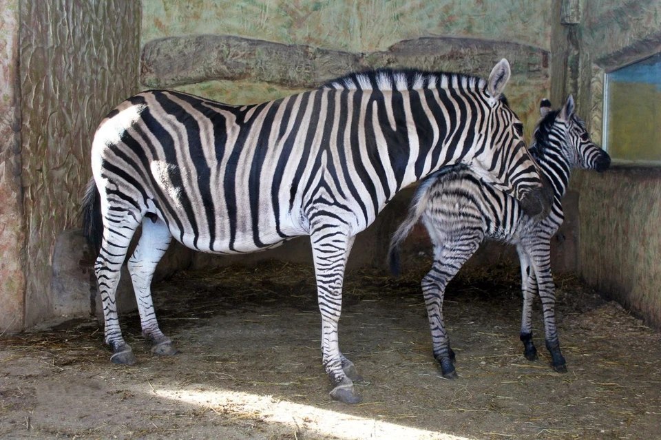 Зебра Марти стала мамой в нижегородском зоопарке "Лимпопо". Фото: "Лимпопо"