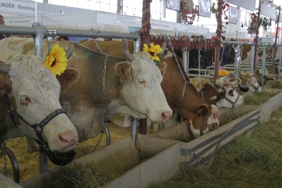 Из Ростовской области в Турцию экспортировали 4300 тонн кормов для животных. Фото: Самолыго Юрий