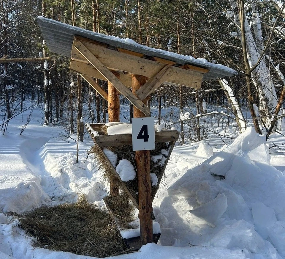 На подкормочные площадки в Ульяновской области раскладывают кормосмесь, соль и веточный корм. Фото министерство природных ресурсов Ульяновской области
