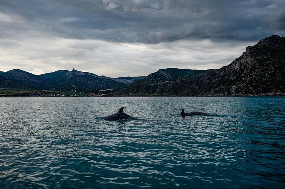 На сегодняшний день в каталоге находится 843 диких дельфина со всей акватории Черного моря.