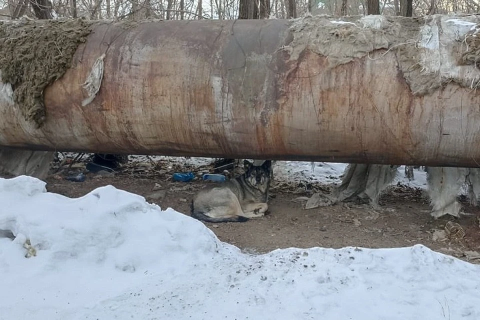 Нападения на людей продолжаются