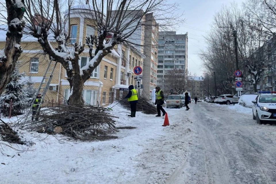 Специалисты проведут обрезку и валку аварийных деревьев. Фото: киров.рф
