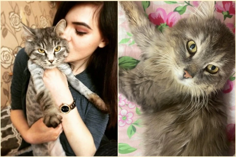 Котик по кличке Шершень - 2018 и 2024 годы. Фото: Виктория Подрезова, приют для кошек "Золотое сердце".