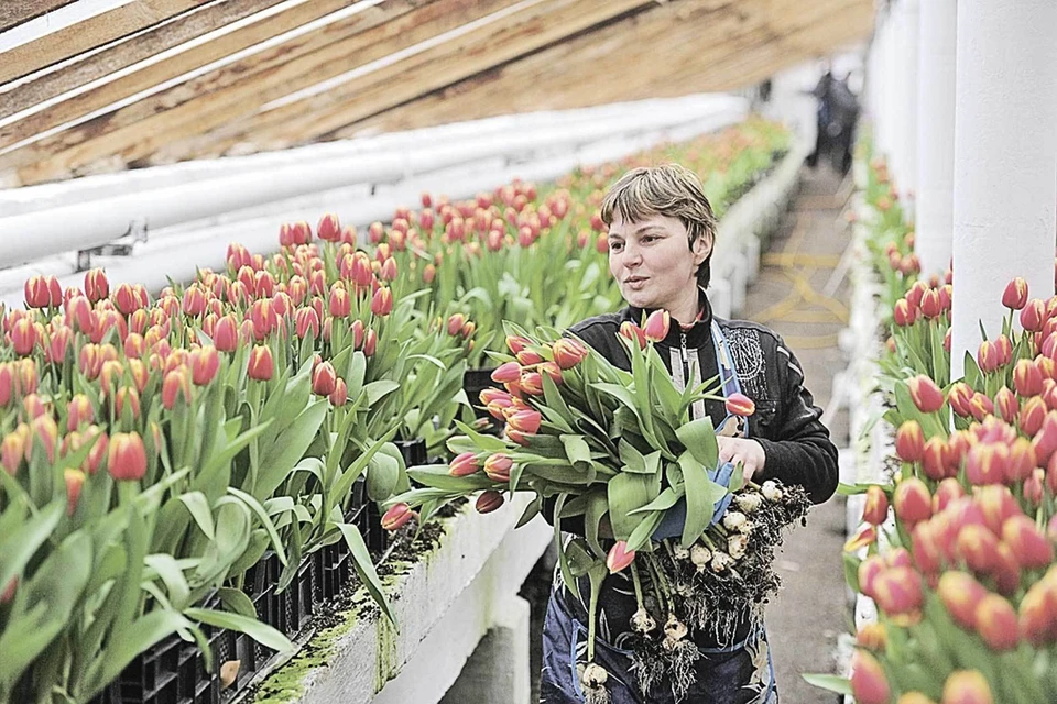 На российском рынке отечественные тюльпаны уже почти полностью вытеснили импортные, причем львиная доля этих цветов продается в первую неделю марта.
