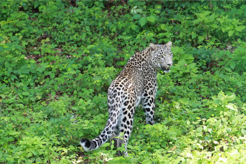 Воспитанник Центер восстановления леопарда на Кавказе. Фото: npsochi.ru
