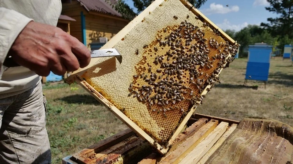 В Тверской области опасным заболеванием заразились пчелы