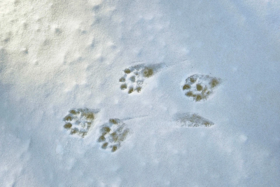 Учетчики в лютые февральские морозы прошли десятки километров, чтобы посчитать обитателей заповедных территорий