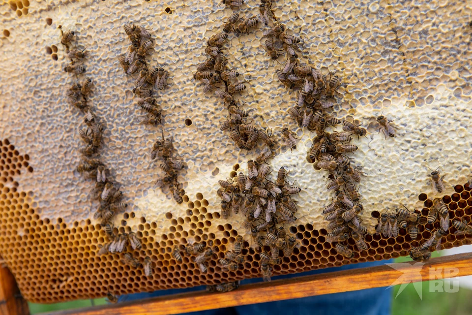 14 ульев с пчелосемьями украли в Рязанской области.