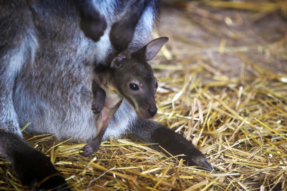 В зоопарке «Лимпопо» произошло тройное пополнение в семейства кенгуру Беннетта. Фото: Зоопарк «Лимпопо».