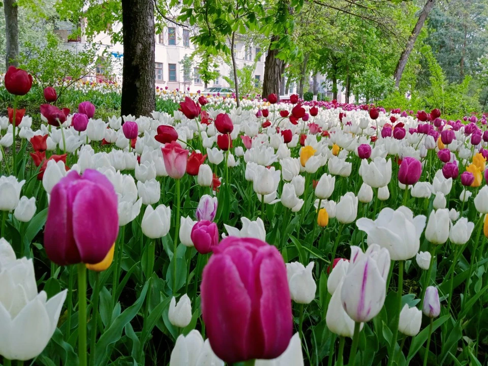В Белгороде этой весной высадят больше 170 тысяч цветов, кустарников и деревьев.