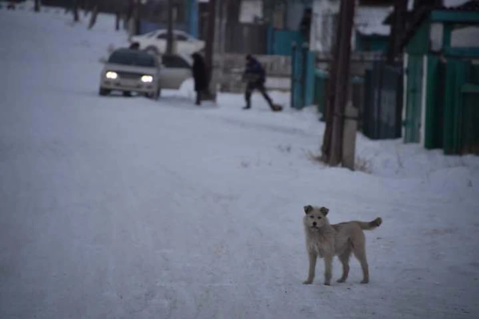 Штраф назначили жительнице Иркутской области после нападения ее собаки на мальчика