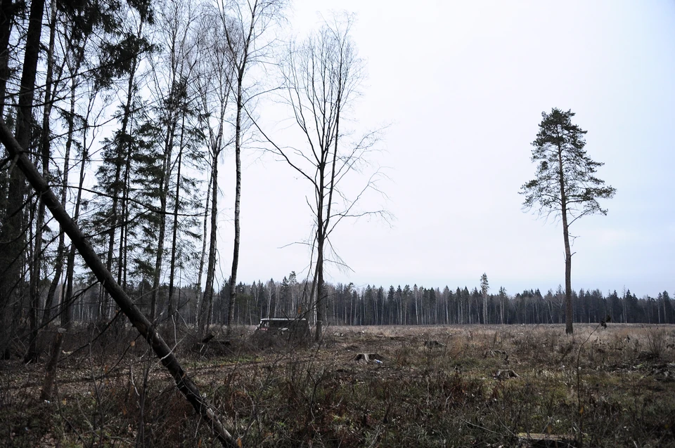 В Ульяновской области фирма незаконно вырубила леса на 49 млн рублей
