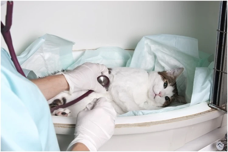 «Часть органа заменили протезом из кишки»: ульяновские ветеринары спасли кота с разрывом мочевого пузыря
