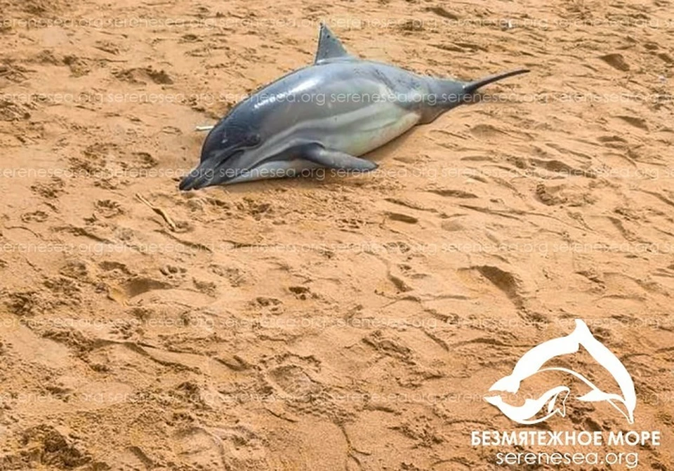 В Крыму выбросились на берег 22 дельфина. Фото: "Безмятежное море"/Teltgram