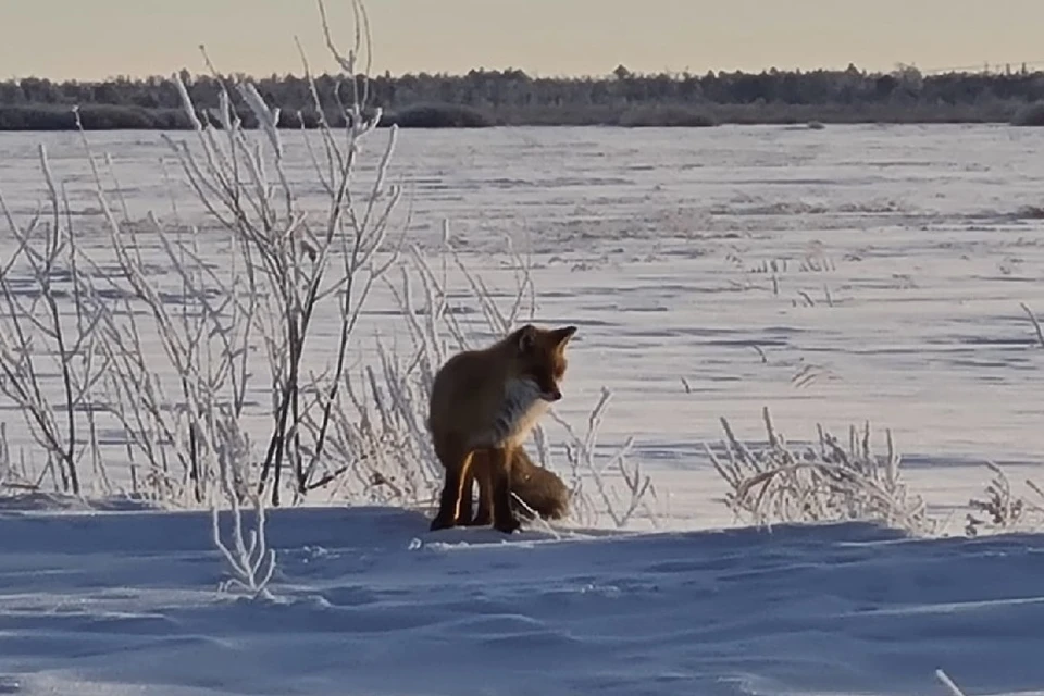 В Ханты-Мансийске обнаружили очаги бешенства