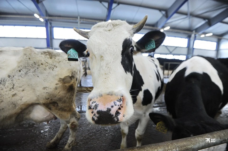 Губернатор Свердловской области Евгений Куйвашев направил больше 870 миллионов рулей на поддержку молочных производителей
