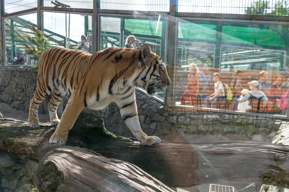 Посетителей Ленинградского зоопарка эвакуировали из-за сообщения о бомбе 1 апреля.