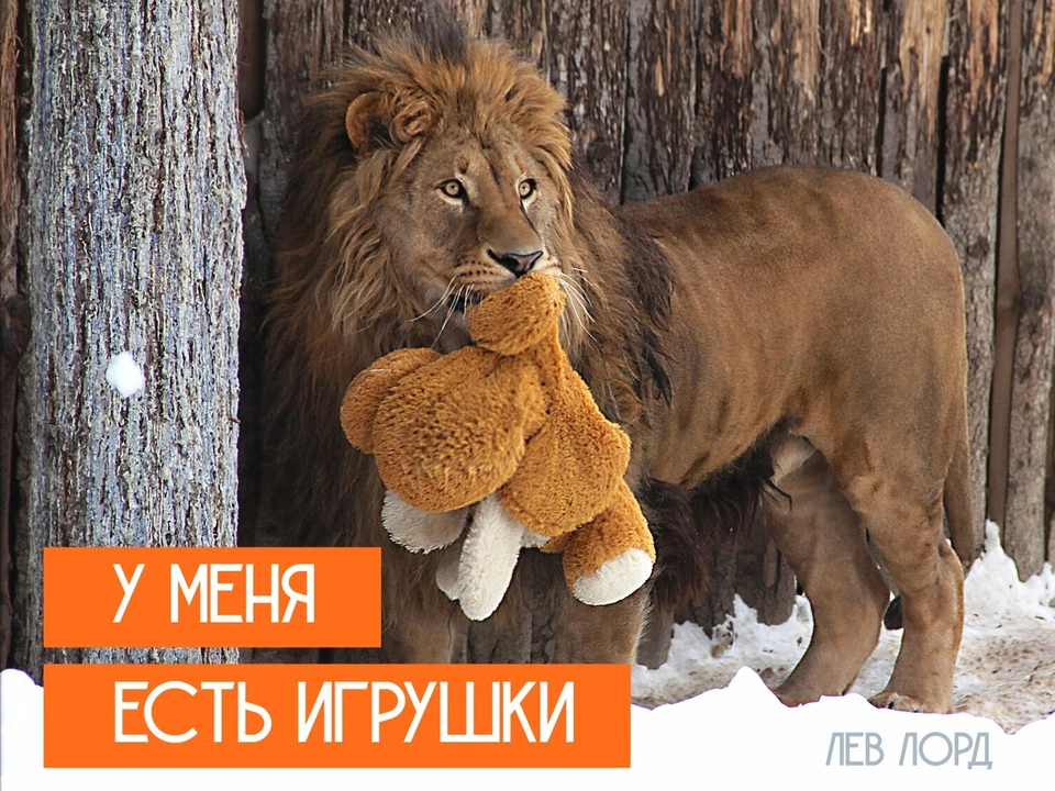Фото: телеграм-канал Сахалинского зооботанического парка.