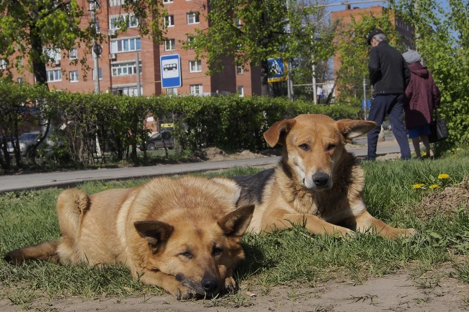 В Донском Тульской области администрация озадачилась отловом бродячих животных только после вмешательства прокуратуры