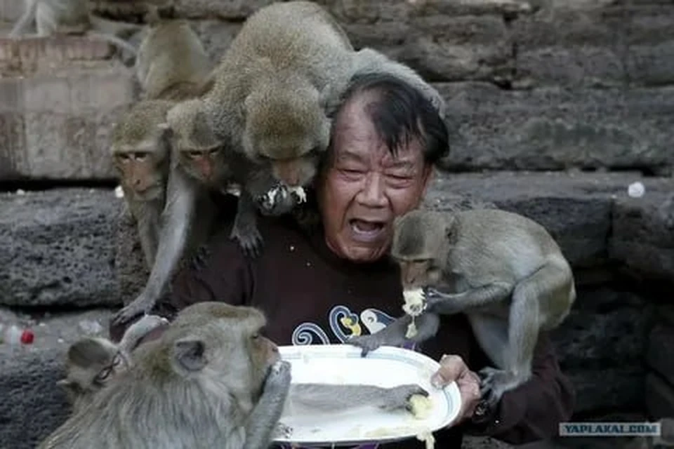 Курортный город Лопбури в Таиланде атаковали сотни диких макак – обезьяны дерутся между собой и терроризируют прохожих.