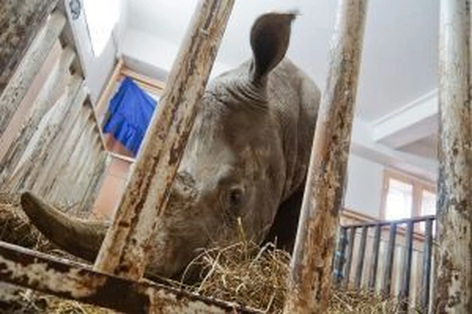 Житель КНР выслал рога шерстистого носорога посылкой