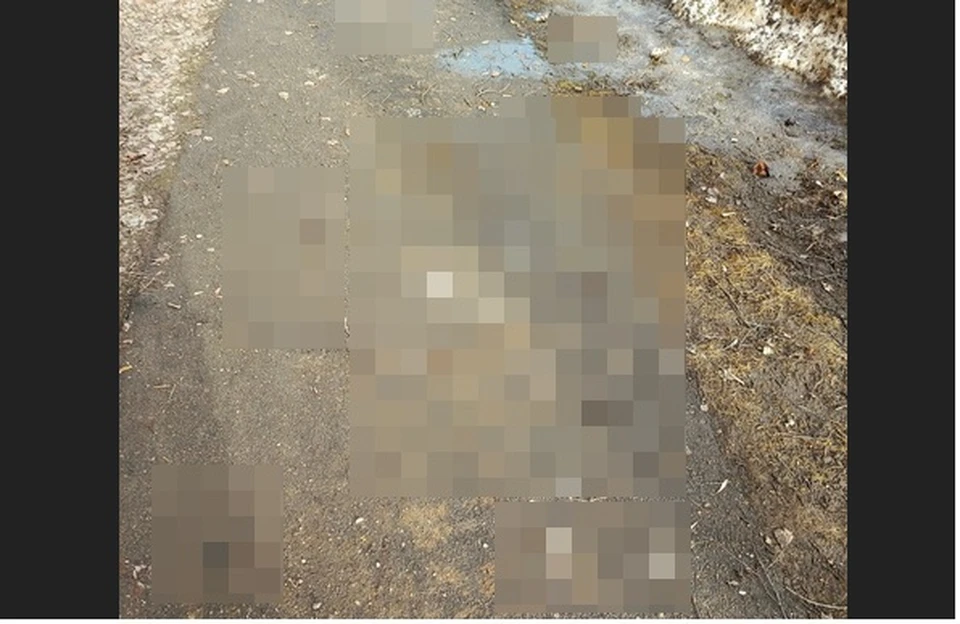 Фото: в Костроме дорога в школу оказалась сплошь покрыта собачьими «сюрпризами»