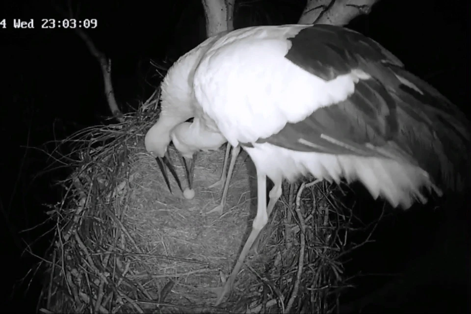 Самка отложила яйцо поздним вечером. Фото: принтскрин с видео Антон Сасин/АмурСоЭС