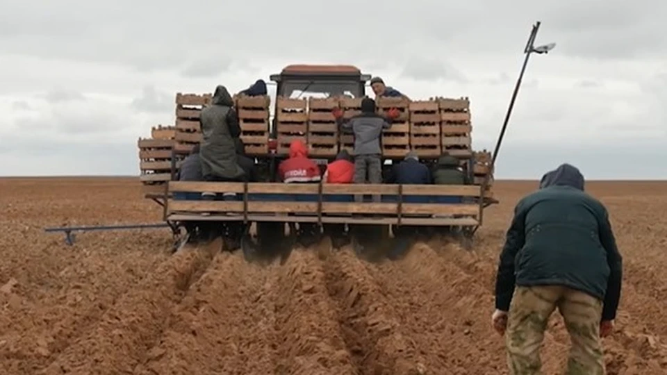 На протяжении нескольких лет регион входит в число лидеров по выращиванию овощей в открытом грунте