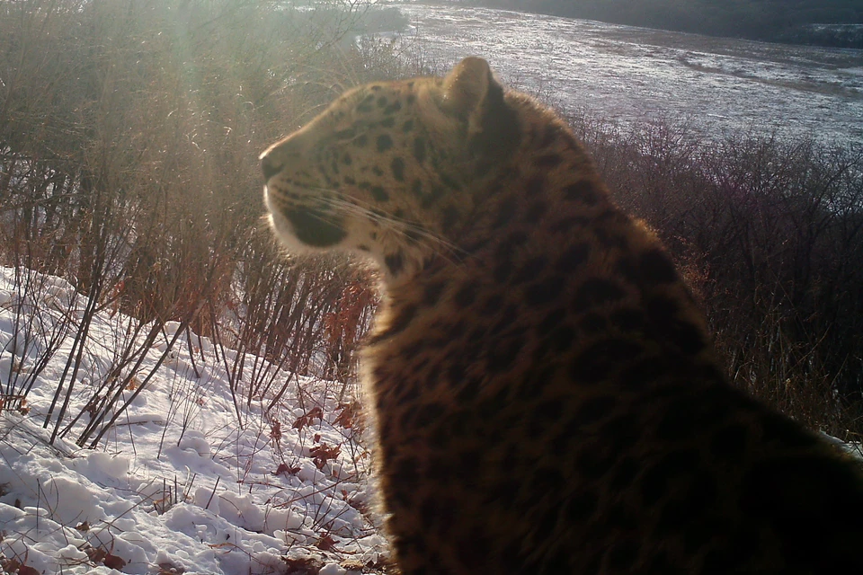 Отделом экологического просвещения «Земли леопарда» планируется проведение встреч с жителями Октябрьского округа.