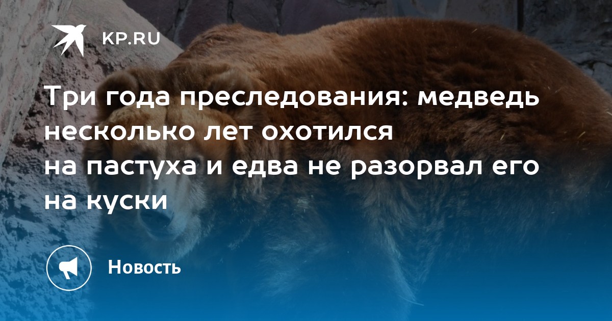 Почему маша преследует медведя