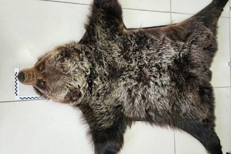 Ковер из натуральной шкуры медведя нашли у пассажирки таможенники в Иркутске. Фото: таможня РФ