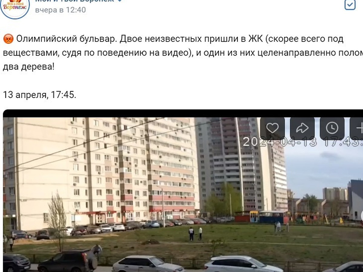 В Воронеже на видео попал буйный мужчина, сломавший два дерева - KP.RU