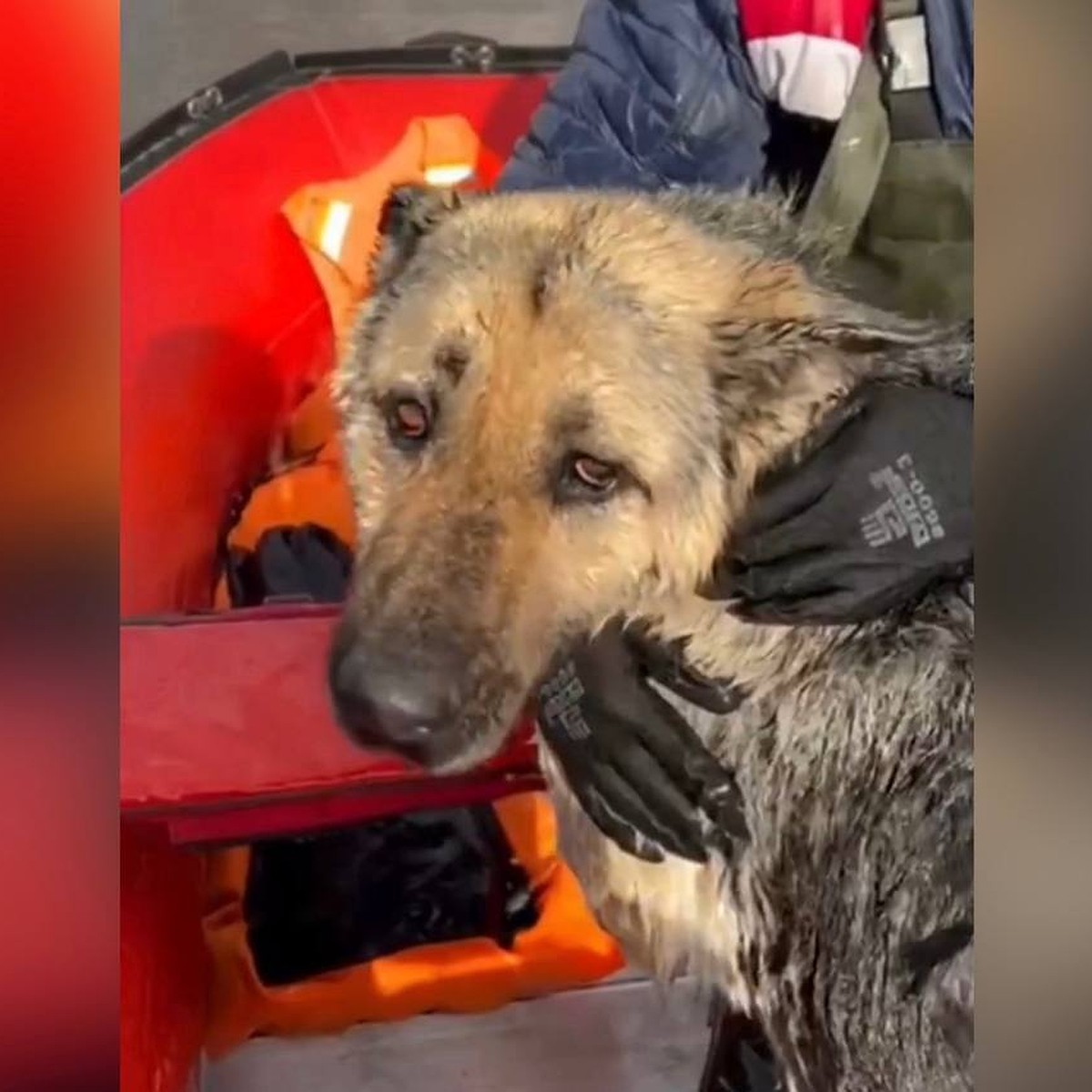 Дрожала всем телом и жалобно скулила: спасатели вытащили из ледяной воды  собаку в затопленном селе в Самарской области - KP.RU