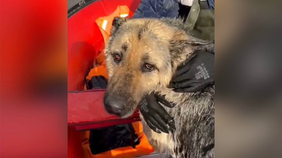 Дрожала всем телом и жалобно скулила: спасатели вытащили из ледяной воды  собаку в затопленном селе в Самарской области - KP.RU