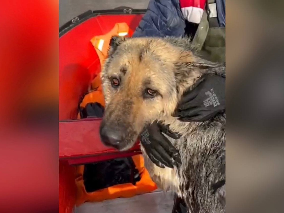 Дрожала всем телом и жалобно скулила: спасатели вытащили из ледяной воды  собаку в затопленном селе в Самарской области - KP.RU