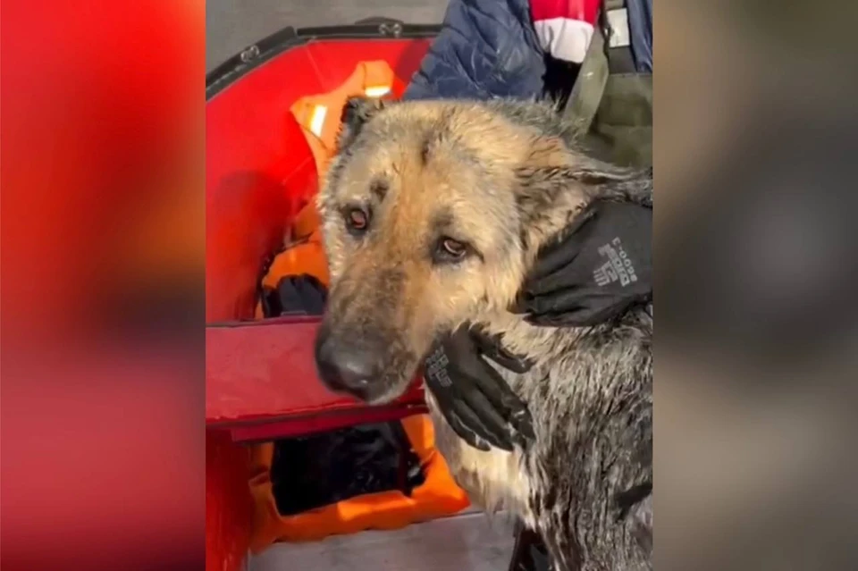 По глазам собаки было видно, что она благодарна своим спасителям. Фото: скрин из видео