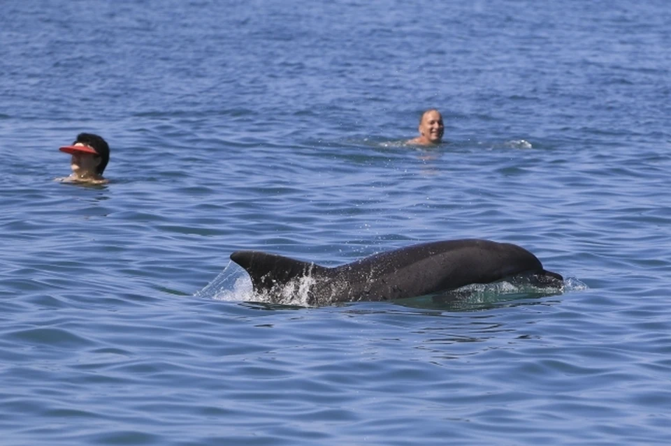 На пляже в Анапе заметили мертвых дельфинов