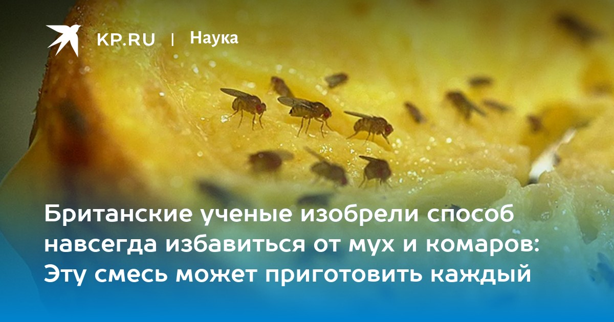 Британские ученые изобрели способ навсегда избавиться от мух и комаров: Эту смесь может приготовить каждый
