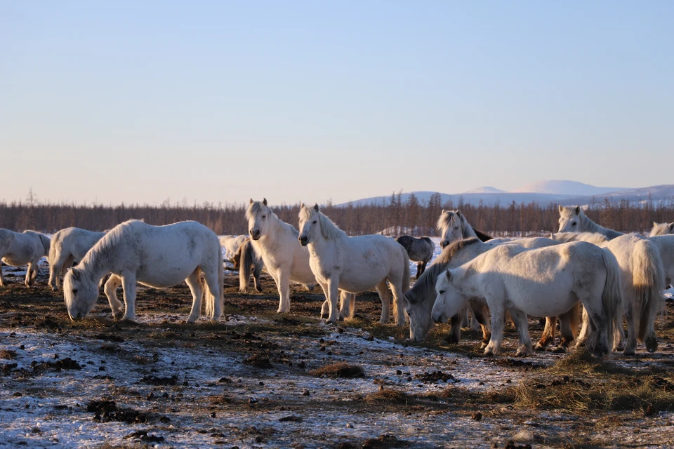 Уникальную породу лошадей разводят в Верхоянском районе Якутии Фото: правительство Якутии