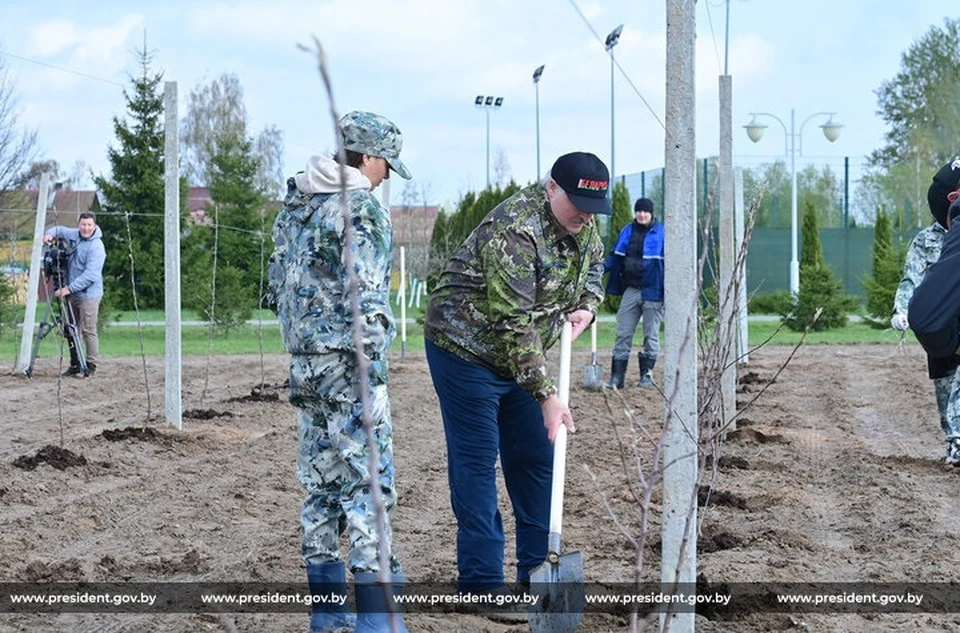 Лукашенко рассказал, чем белорусские яблоки лучше польских. Фото: president.gov.by.