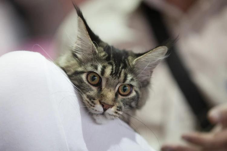 Чаузи, рэгдоллы, британцы и мейн-куны: выставка кошек в Приморье собрала лучших представителей Дальнего Востока