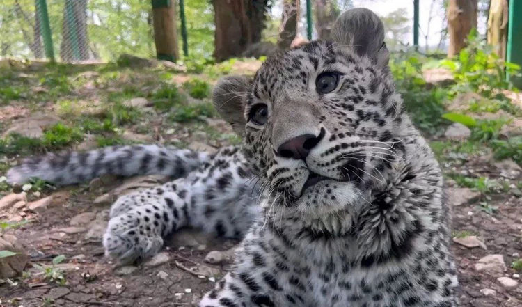 В Сочи выращенному людьми котенку леопарда Умке исполнилось 10 месяцев