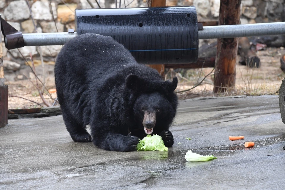 Новосибирский зоопарк закупит для животных овощей более чем на миллион