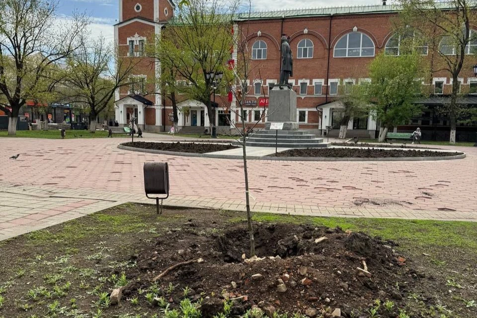 В центре Оренбурга, в сквере им. Полины Осипенко, высадили 20 саженцев красного дуба