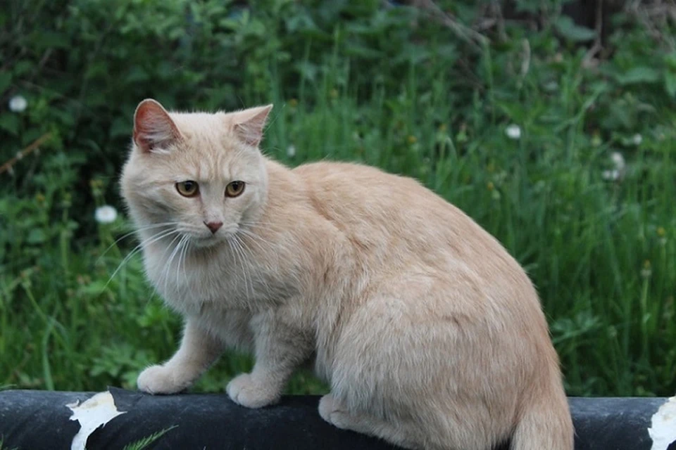 Тюменский ветеринар Макеева рассказала, почему кошки любят жевать травку