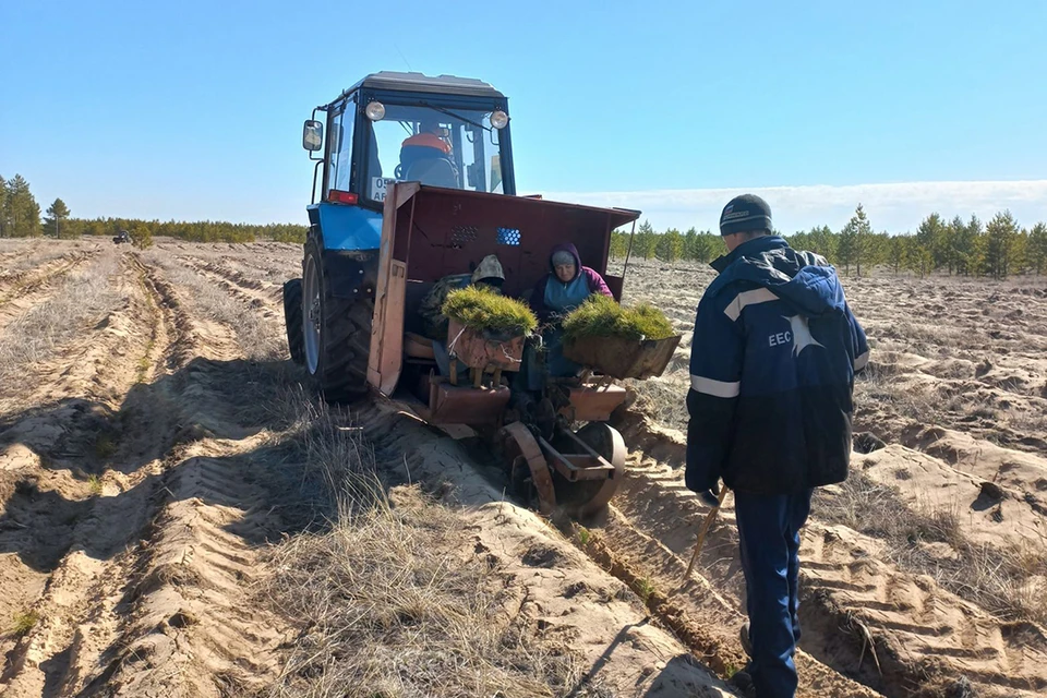 Лесовосстановительные работы в Алтайском крае