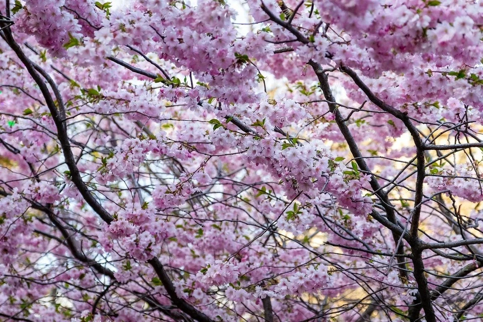 Сакура зацветет в Петербурге в начале мая.