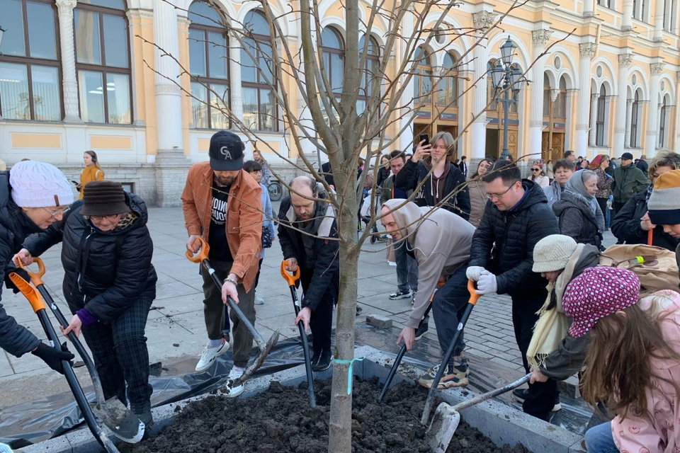 На посадку лип у Московского вокзала пришли десятки человек. Фото: Ярослав Костров