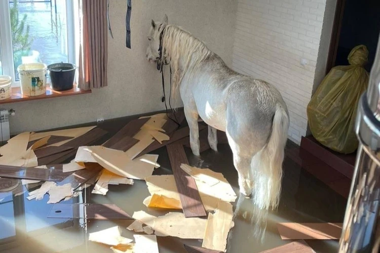 Десять дней на балконе: в Оренбурге конь пережидал паводок на втором этаже частного дома